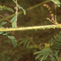 Mimosa diplotricha C.Wright